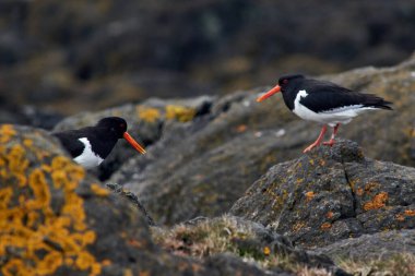 Avrasya İstiridye Yakalayıcısı (Haematopus ostralegus) Flatey Adası İzlanda sahilinde yürüyor