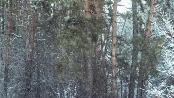 Śnieg Pada Sosnowym Lesie Naturalne Tło — Wideo stockowe