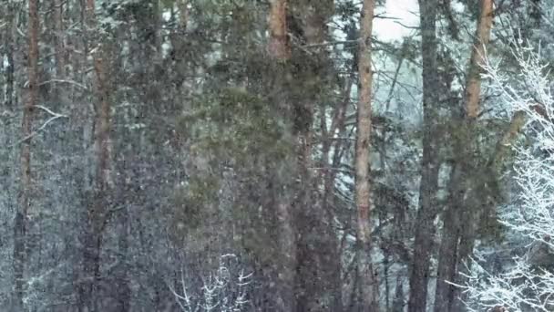 Nieve Cayendo Bosque Pinos Fondo Natural — Vídeos de Stock