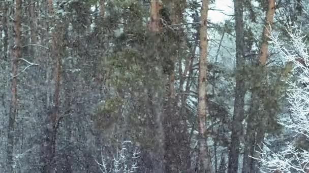 Snö Faller Tallskog Naturlig Bakgrund — Stockvideo