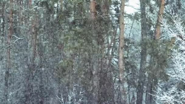 Śnieg Pada Sosnowym Lesie Naturalne Tło — Wideo stockowe