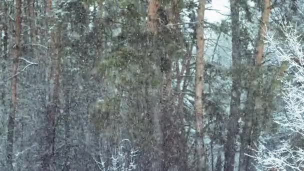 Snö Faller Tallskog Naturlig Bakgrund — Stockvideo