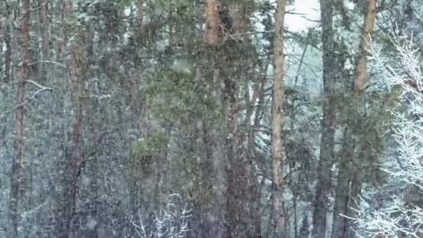 Snö Faller Tallskog Naturlig Bakgrund — Stockvideo