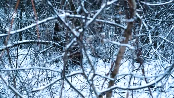 Tittar Träd Täckta Med Snö Vinterskogen — Stockvideo