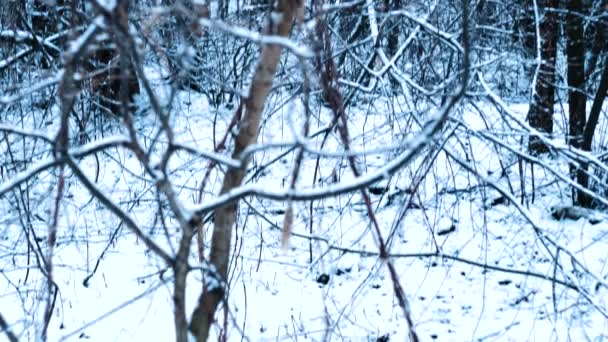 Mirando Árboles Cubiertos Nieve Bosque Invernal — Vídeos de Stock