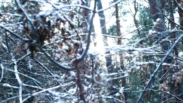 Mirando Árboles Cubiertos Nieve Bosque Invernal — Vídeos de Stock