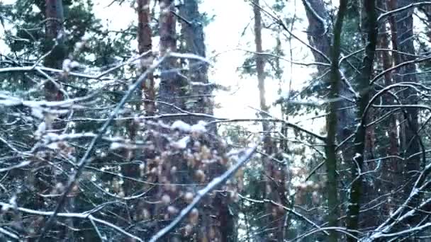 Mirando Árboles Cubiertos Nieve Bosque Invernal — Vídeos de Stock