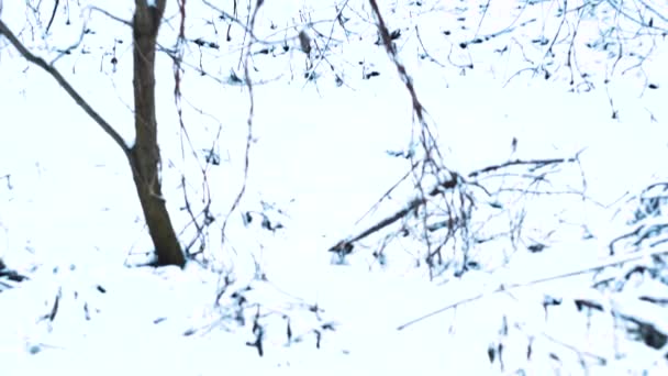 看着冬季森林里被雪覆盖的树木 — 图库视频影像