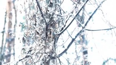 Kış ormanında karla kaplı ağaçlara bakıyorum.