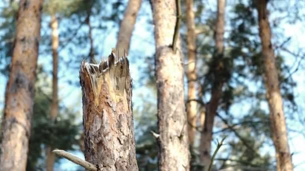 Törött Fenyőfa Közelsége Erdőben — Stock videók