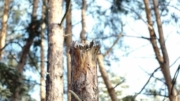 Fechar Árvore Pinheiro Quebrada Floresta — Vídeo de Stock