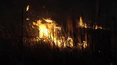 Vahşi Ateş 'in görüntüleri Orman Steppe' e yayılıyor.