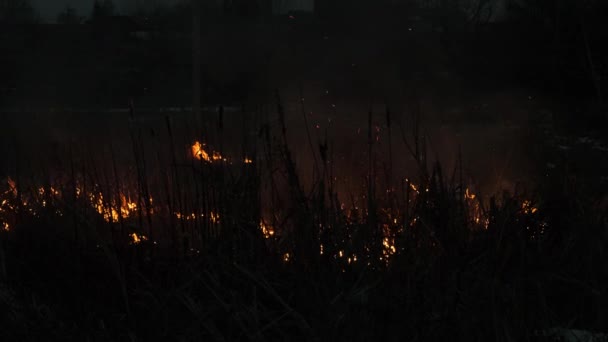 森の中に広がる野火の映像 — ストック動画