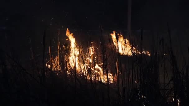 Imágenes Fuego Salvaje Propaga Través Estepa Del Bosque — Vídeo de stock