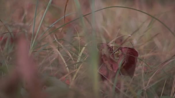 Séquences Panoramiques Fleurs Sauvages Sur Prairie Forestière Automne — Video