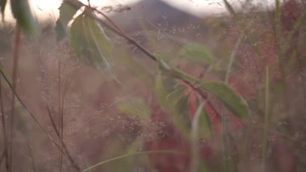 Riprese Panoramiche Fiori Selvatici Sul Prato Della Foresta Autunno — Video Stock