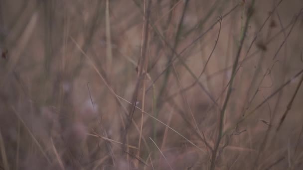 Szenische Aufnahmen Von Wildblumen Auf Der Waldwiese Herbst — Stockvideo