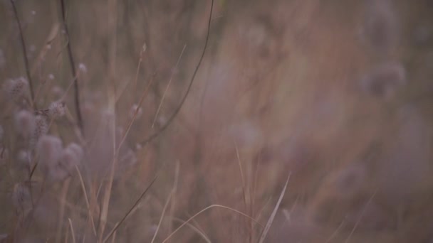 秋天森林草地上野花的风景镜头 — 图库视频影像
