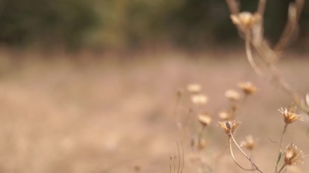 秋の森の牧草地で見られる野生の花の映像 — ストック動画