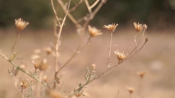 Imágenes Escénicas Flores Silvestres Prado Del Bosque Otoño — Vídeo de stock