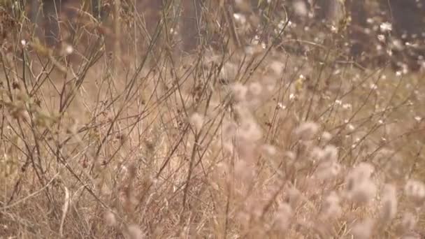 Szenische Aufnahmen Von Wildblumen Auf Der Waldwiese Herbst — Stockvideo