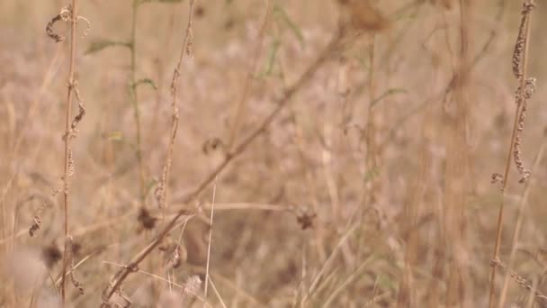 Szenische Aufnahmen Von Wildblumen Auf Der Waldwiese Herbst — Stockvideo