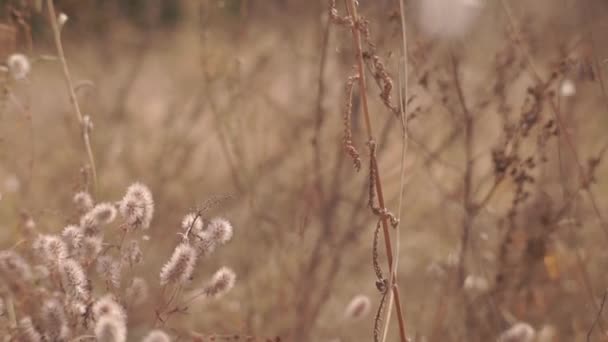 Szenische Aufnahmen Von Wildblumen Auf Der Waldwiese Herbst — Stockvideo