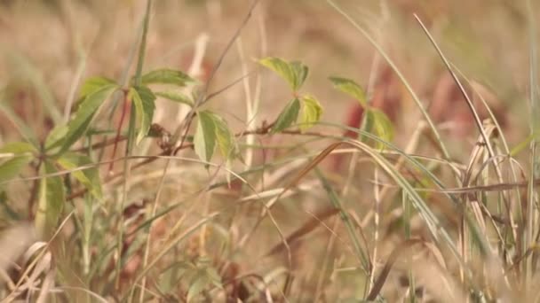 Séquences Scéniques Feuilles Raisin Sauvage Dans Prairie — Video