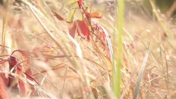 Séquences Scéniques Feuilles Raisin Sauvage Dans Prairie — Video