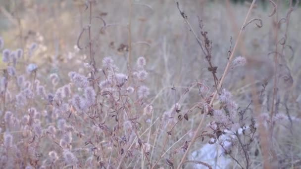 Szenische Aufnahmen Von Klettenstrauch Auf Waldwiese — Stockvideo