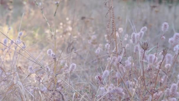 Szenische Aufnahmen Von Klettenstrauch Auf Waldwiese — Stockvideo