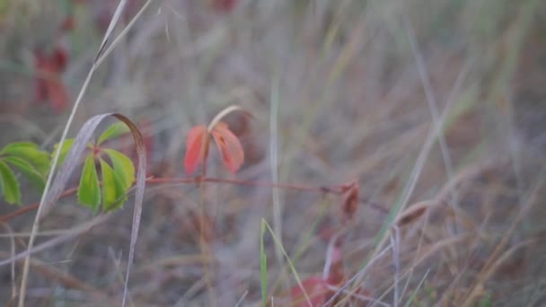 Natursköna Bilder Vilda Vinblad Ängen — Stockvideo