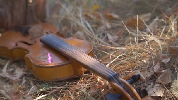 Kleine Educatieve Kinderen Viool Gras Het Park — Stockvideo