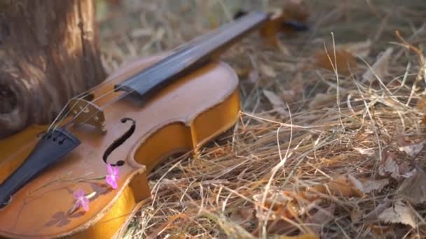 Crianças Educativas Pequenas Violino Grama Parque — Vídeo de Stock