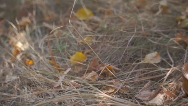 Kleine Educatieve Kinderen Viool Gras Het Park — Stockvideo