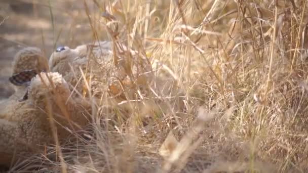 Riprese Panoramiche Orsacchiotto Sdraiato Nel Prato — Video Stock