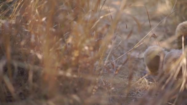 Séquences Scéniques Ours Peluche Couché Dans Prairie — Video