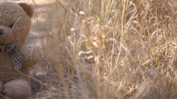 Séquences Scéniques Ours Peluche Couché Dans Prairie — Video