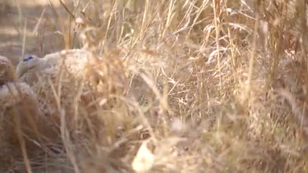 Séquences Scéniques Ours Peluche Couché Dans Prairie — Video