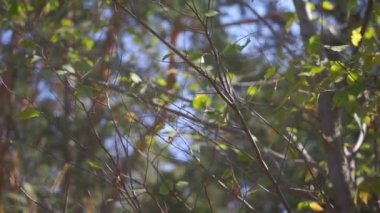 Sonbahar parkında mavi gökyüzünün önündeki ağaç dallarının manzaralı görüntüleri