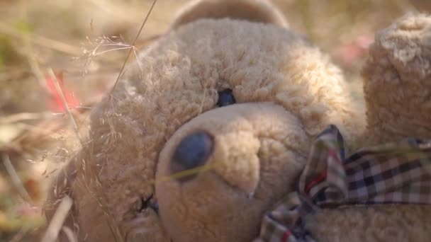 Szenische Aufnahmen Von Teddybär Der Auf Einer Wiese Liegt — Stockvideo