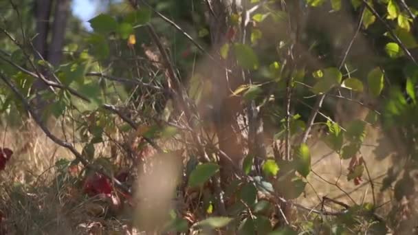 Szenische Aufnahmen Von Grünen Blättern Von Büschen Wald — Stockvideo