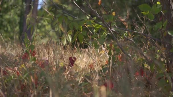 Szenische Aufnahmen Von Grünen Blättern Von Büschen Wald — Stockvideo