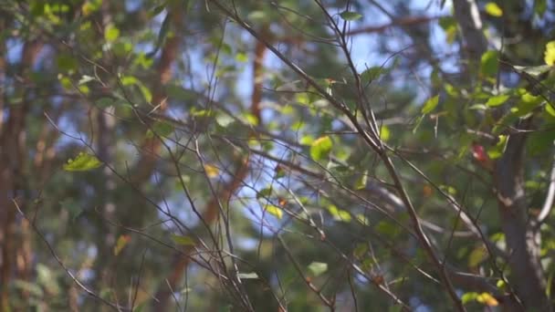 Живописные Кадры Зеленых Листьев Куста Лесу — стоковое видео