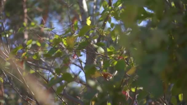 Szenische Aufnahmen Von Ästen Vor Blauem Himmel Herbstlichen Park — Stockvideo