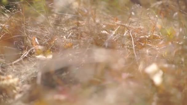 Schilderachtige Beelden Van Gouden Gras Wilde Druivenbladeren Het Herfstpark — Stockvideo