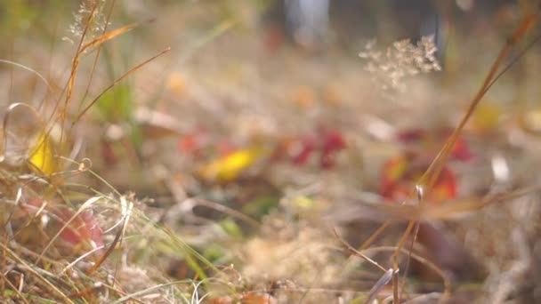 Szenische Aufnahmen Von Goldenem Gras Und Wilden Traubenblättern Herbstlichen Park — Stockvideo