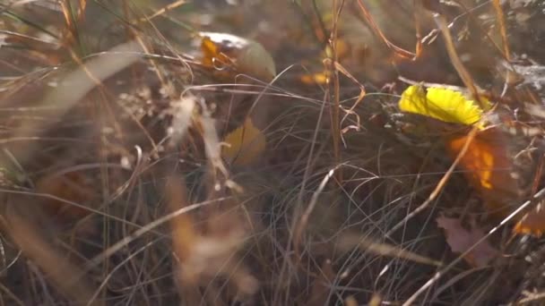 Szenische Aufnahmen Von Goldenem Gras Und Wilden Traubenblättern Herbstlichen Park — Stockvideo