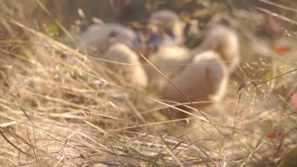 秋に乾いた草の上に寝そべっているテディベアのクローズアップ映像 ロイヤリティフリーのストック動画