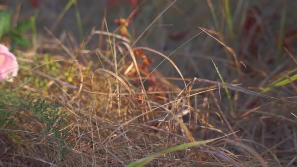 秋の公園の草の中のバラの花の映像 — ストック動画